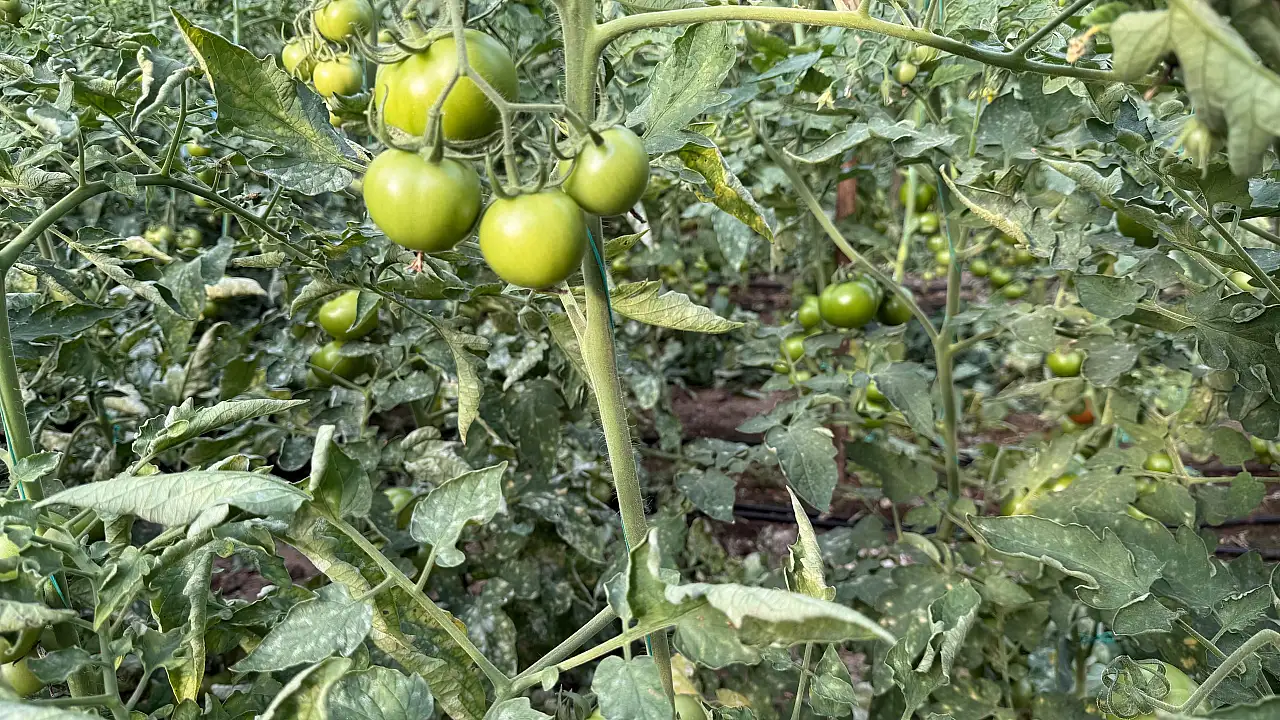 Seralarda külleme ile mücadele