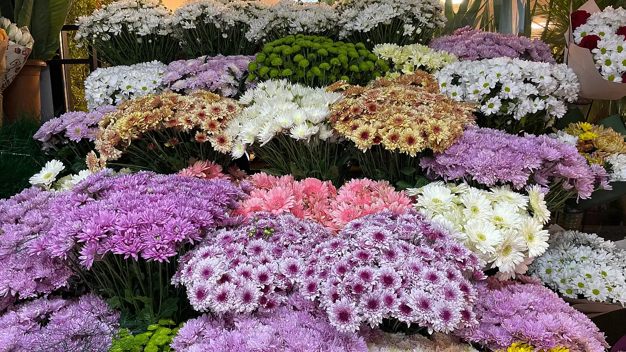 Fethiye'de Kasım ayının gözdesi 'Kasımpatılar' oldu