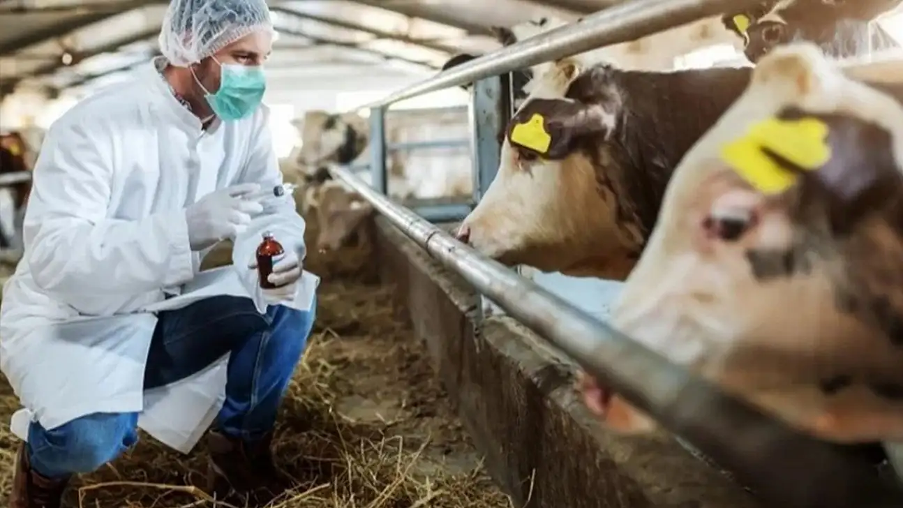 Fethiye'de Şap Hastalığı Nedeniyle Önlemler Artırıldı