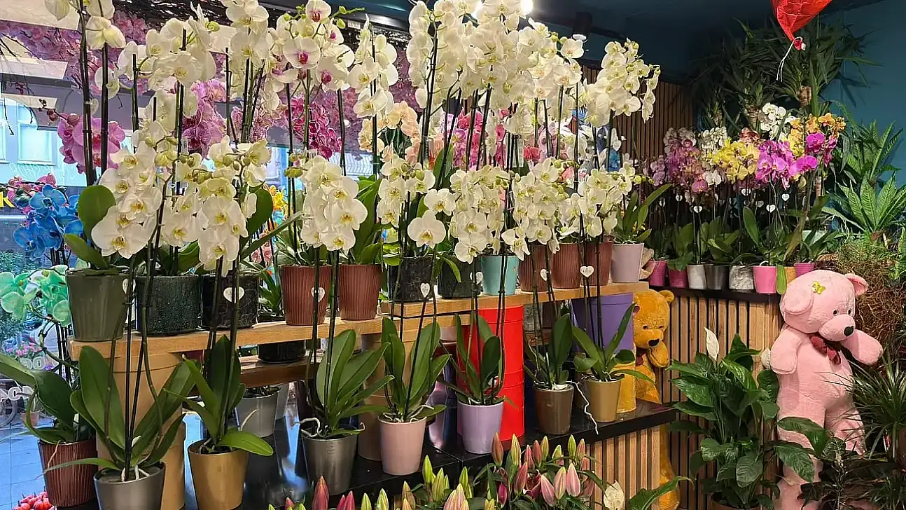 Kış sezonunda çiçek satışları hareketlendi