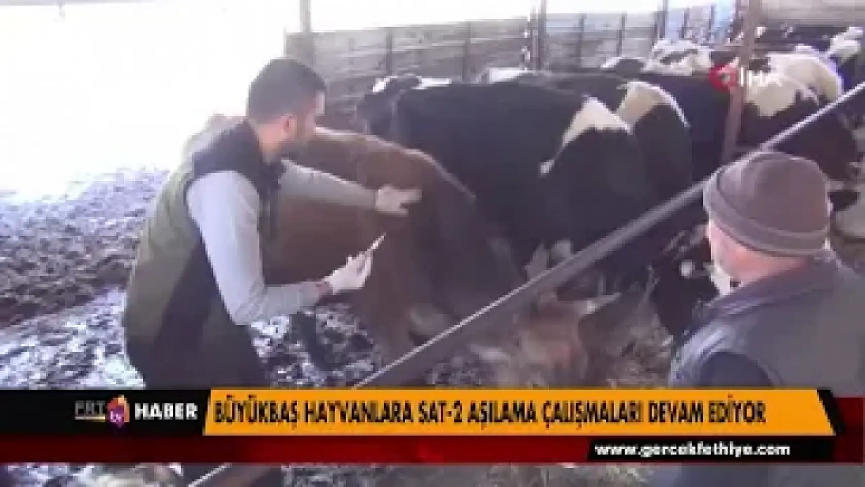 BÜYÜKBAŞ HAYVANLARA SAT 2 AŞILAMA ÇALIŞMALARI DEVAM EDİYOR