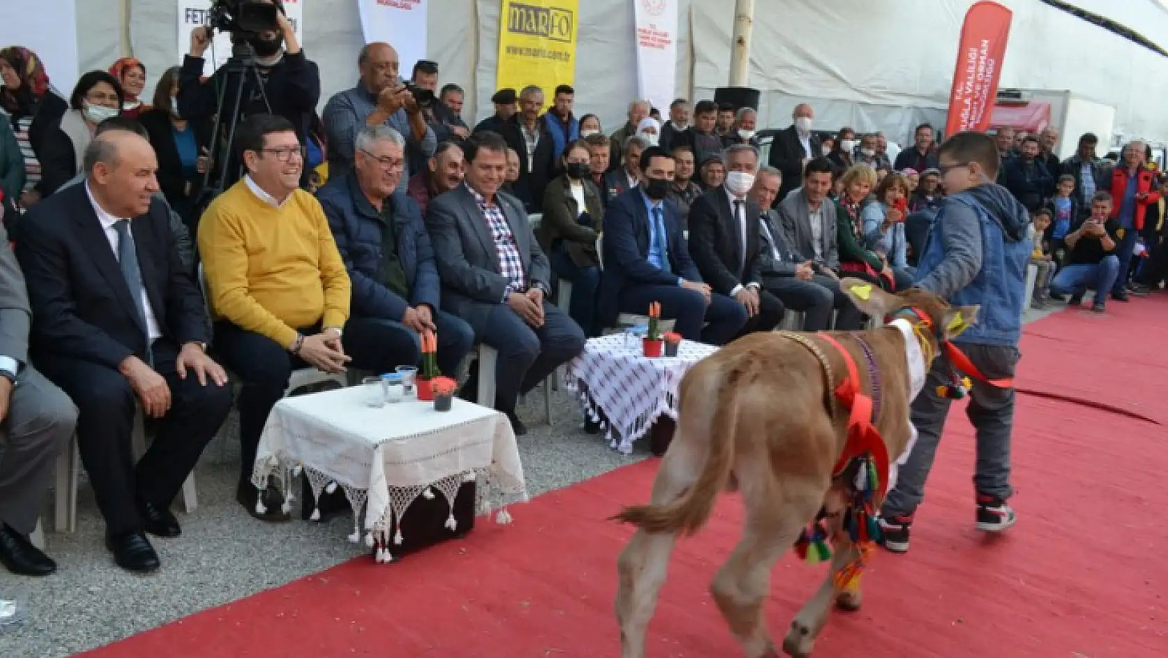 Buzağılar güzellik için podyumdaydı