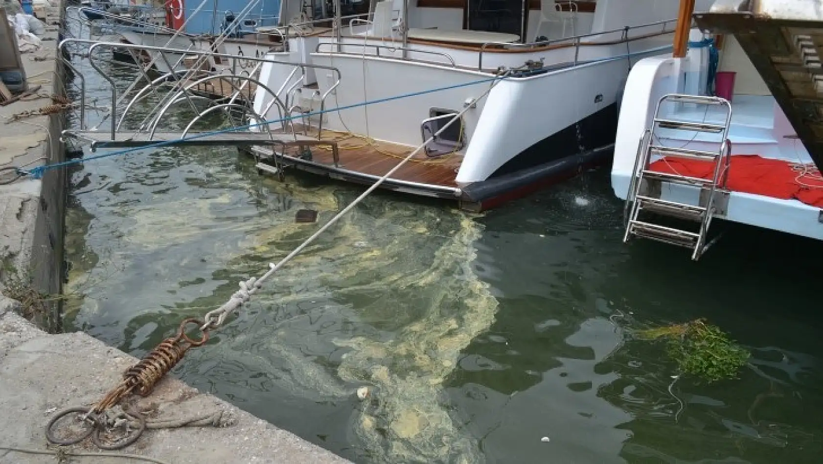 körfezdeki sarılık polenden, çöpler insanlardan kaynaklanıyor