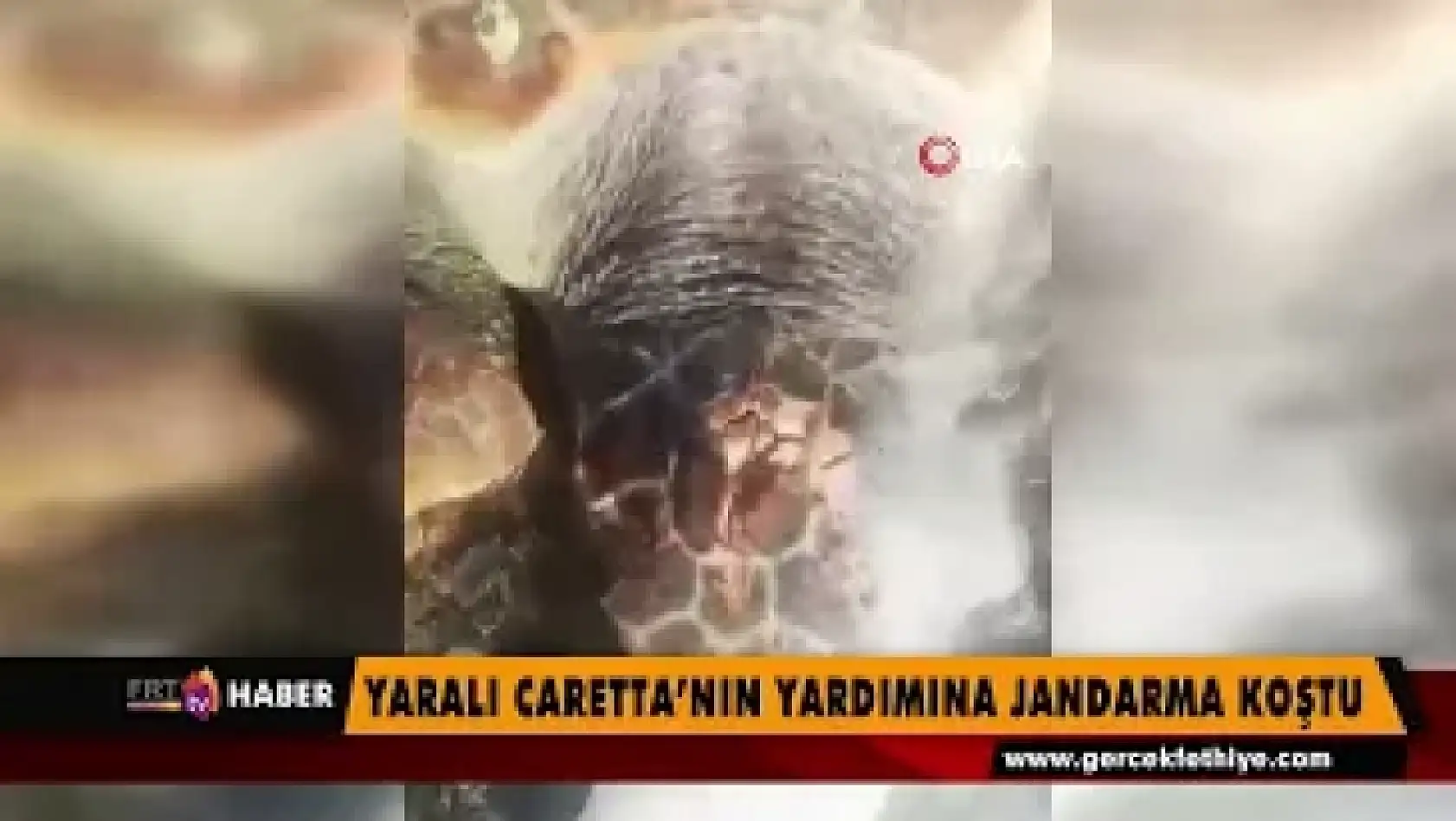 Yaralı Caretta'nın yardımına Jandarma koştu