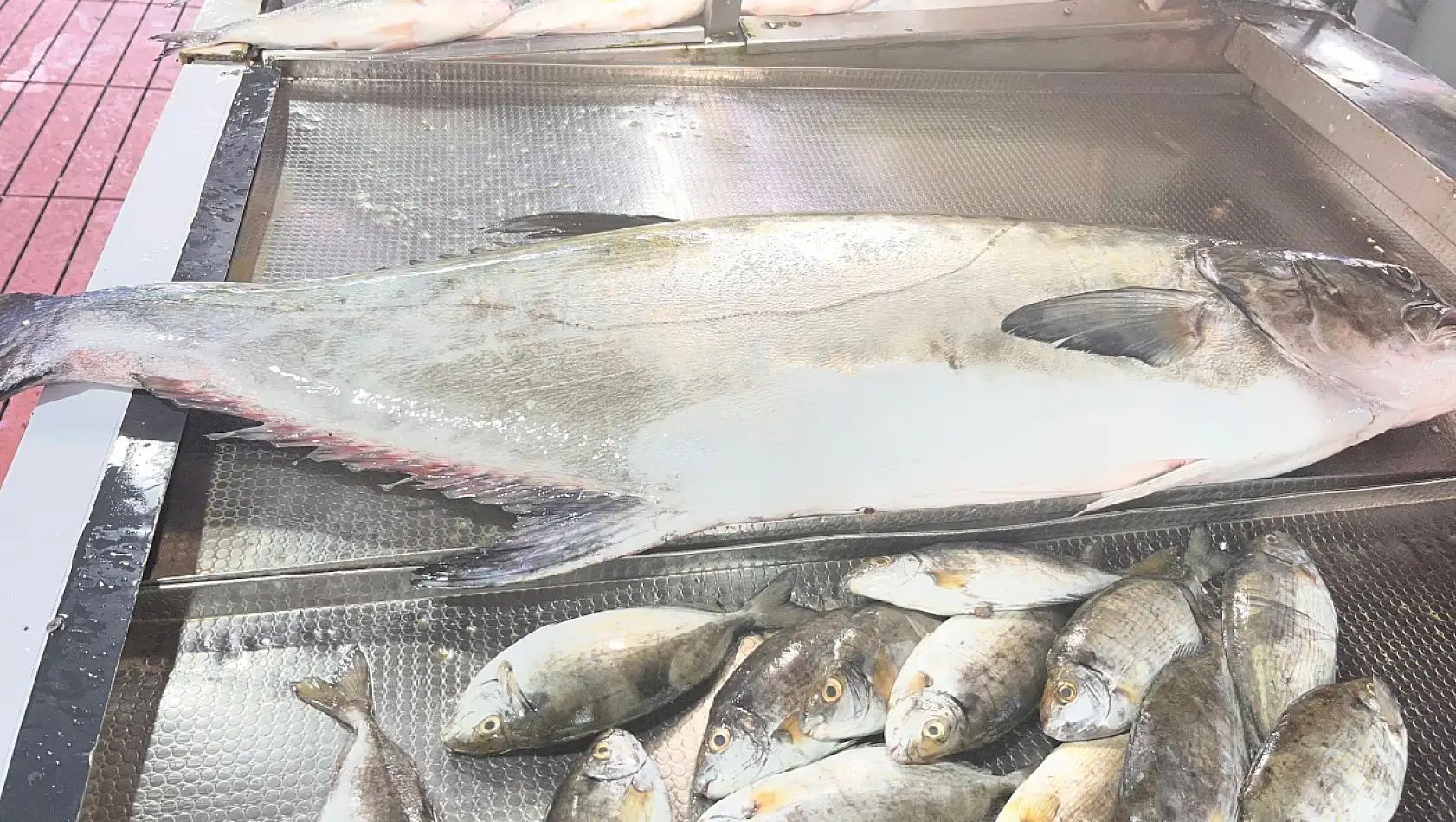 20 kiloluk Akya Fulya balığı tezgahlarda yerini aldı