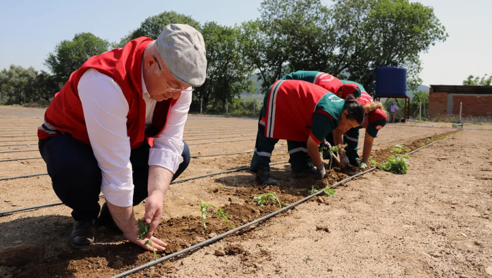 MENTEŞE'DE 25 BİN FİDAN TOPRAKLA BULUŞTU