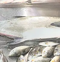 20 kiloluk Akya Fulya balığı tezgahlarda yerini aldı