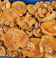 Çınar, Pazar Tezgahlarında Yerini Aldı