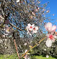 Fethiye'de badem ağaçları Şubat ayında çiçek açtı