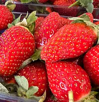 Fethiye'de çileğin tadına bakmak lüks oldu