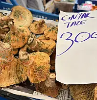 Fethiye'de çıntar sezonu bereketli geçiyor