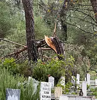 Fethiye'de fırtına Zeybekler Mezarlığı'nda ağaçları devirdi
