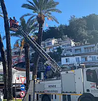 Fethiye'de fırtınanın zarar verdiği palmiyelere belediye müdahalesi