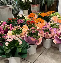 Fethiye'de Kasım ayının gözdesi 'Kasımpatılar' oldu