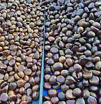 Fethiye'de Kestane Fiyatları Cep Yakıyor