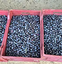 Fethiye'de zeytin alımı sezonu sona yaklaşıyor