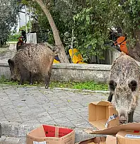 Kent merkezinde rahatça dolaşan domuzlar vatandaşları şaşırtıyor