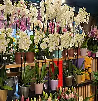 Kış sezonunda çiçek satışları hareketlendi