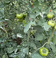 Seralarda külleme ile mücadele