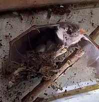 Sürpriz Keşif Afrika Meyve Yarasası İlk Kez Görüldü