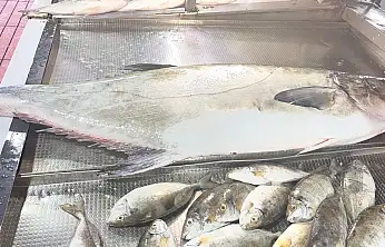 20 kiloluk Akya Fulya balığı tezgahlarda yerini aldı