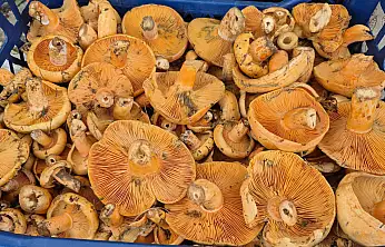 Çınar, Pazar Tezgahlarında Yerini Aldı