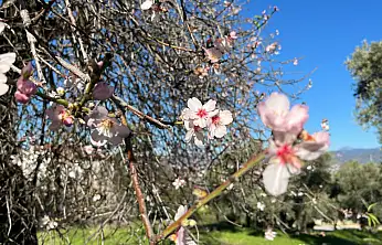 Fethiye'de badem ağaçları Şubat ayında çiçek açtı