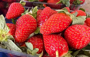 Fethiye'de çileğin tadına bakmak lüks oldu