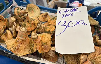 Fethiye'de çıntar sezonu bereketli geçiyor