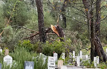 Fethiye'de fırtına Zeybekler Mezarlığı'nda ağaçları devirdi