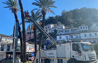 Fethiye'de fırtınanın zarar verdiği palmiyelere belediye müdahalesi