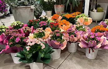 Fethiye'de Kasım ayının gözdesi 'Kasımpatılar' oldu