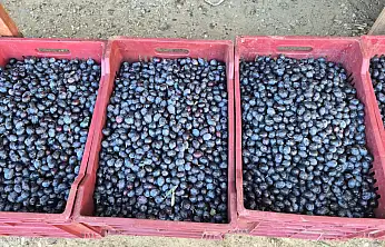 Fethiye'de zeytin alımı sezonu sona yaklaşıyor