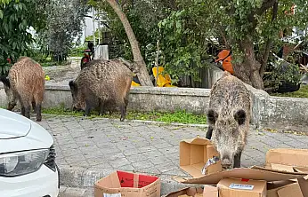 Kent merkezinde rahatça dolaşan domuzlar vatandaşları şaşırtıyor