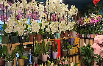 Kış sezonunda çiçek satışları hareketlendi