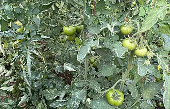 Seralarda külleme ile mücadele