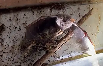 Sürpriz Keşif Afrika Meyve Yarasası İlk Kez Görüldü