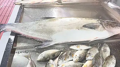 20 kiloluk Akya Fulya balığı tezgahlarda yerini aldı