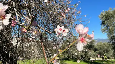 Fethiye'de badem ağaçları Şubat ayında çiçek açtı
