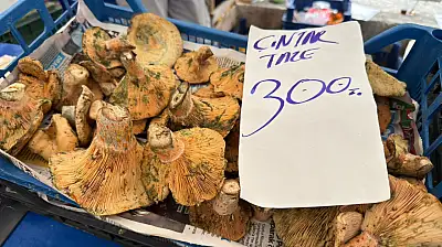 Fethiye'de çıntar sezonu bereketli geçiyor