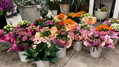 Fethiye'de Kasım ayının gözdesi 'Kasımpatılar' oldu