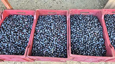 Fethiye'de zeytin alımı sezonu sona yaklaşıyor