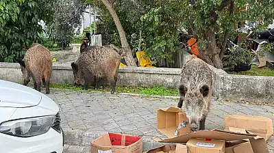 Kent merkezinde rahatça dolaşan domuzlar vatandaşları şaşırtıyor