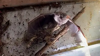 Sürpriz Keşif Afrika Meyve Yarasası İlk Kez Görüldü