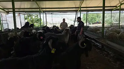 Fethiye'de Kurban Bayramı'na bir gün kala kurbanlık satışları arttı