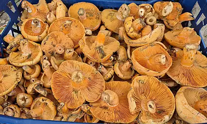 Çınar, Pazar Tezgahlarında Yerini Aldı