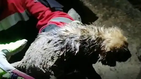 Sulama kanalına düşen yavru köpek kurtarıldı 