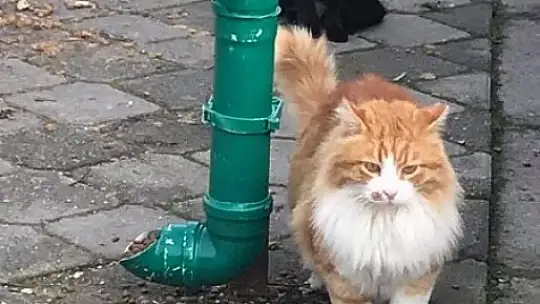 Su borusundan mama kabı
