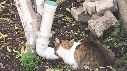 Su borusundan mama kabı