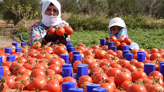 ÜRETİCİLERİN DİKKATİNE ÇKS BAŞVURULARI BAŞLADI!